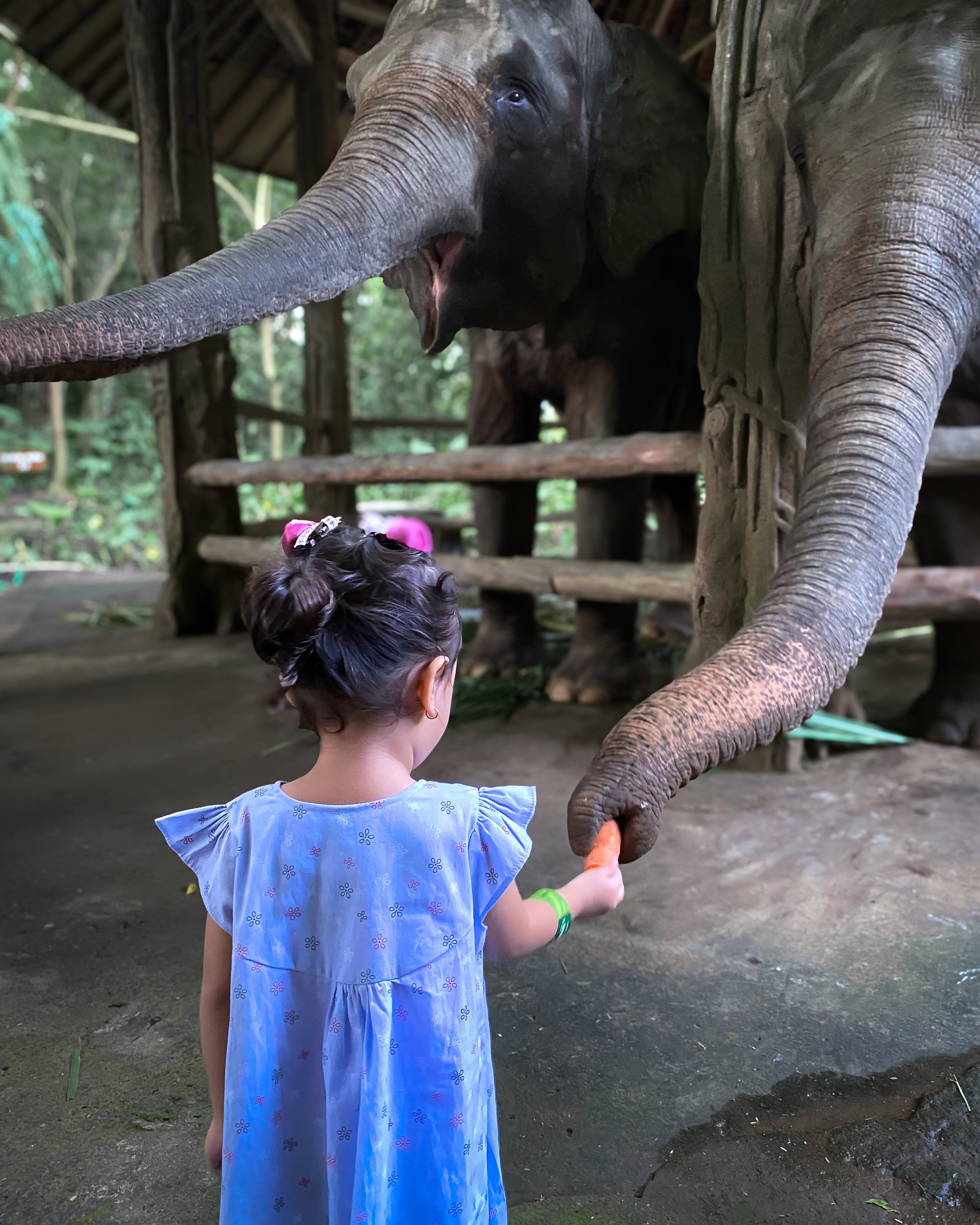 Bali Safari wildlife experience